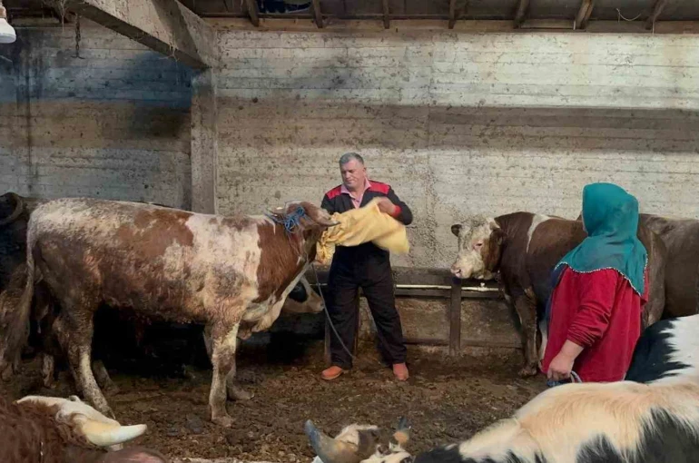 Ordu’da kurbanlık hayvan pazarlarında hareketlilik başladı
