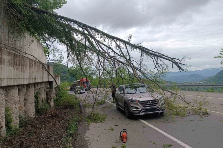 Ordu’da seyir halindeki aracın üzerine ağaç devrildi