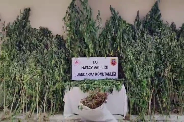 Orman içine ekilen kenevir tarlasını jandarma tespit etti