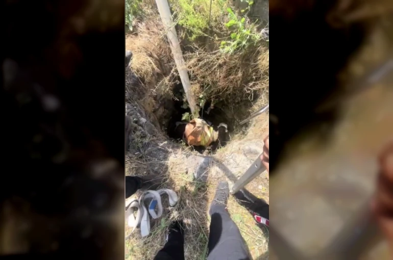 Osmaniye’de 4 metrelik kuyuda mahsur kalan buzağıyı itfaiye kurtardı