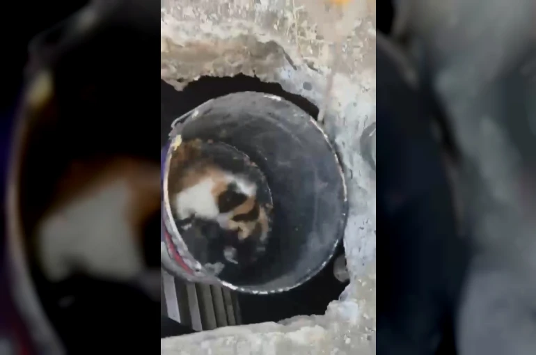 Osmaniye’de balyozla genişletilen kuyudan yavru kedi kurtarıldı