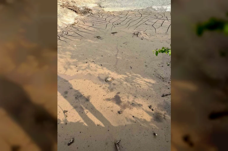 Osmaniye’de çamura saplanan kaplumbağayı itfaiye kurtardı