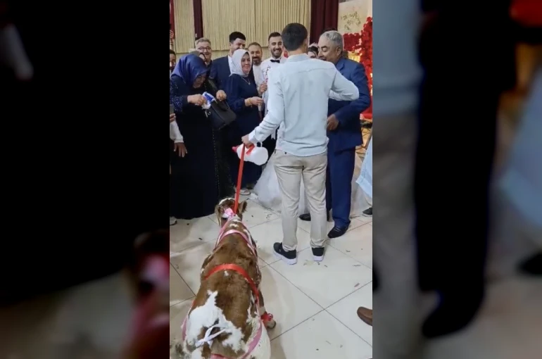 Osmaniye’de damada düğünde altın yerine buzağı verildi