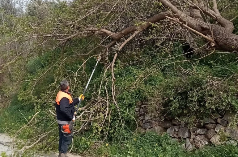 Osmaniye’de fırtına etkili oldu, devrilen ağaçlar yolları kapattı