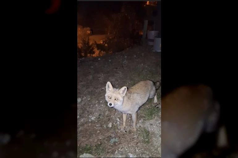 Osmaniye’de meraklı tilki, Osmaniye kömbesini geri çevirmedi