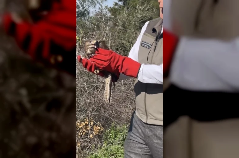 Osmaniye’de tedavileri tamamlanan şahinler, doğaya kanat çırptı