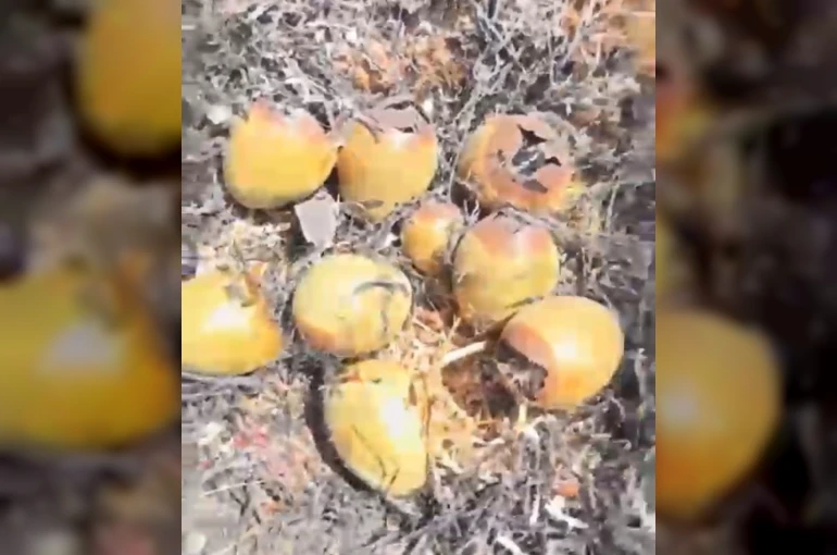 Otluk alanda çıkan yangın kuş yuvalarına zarar verdi