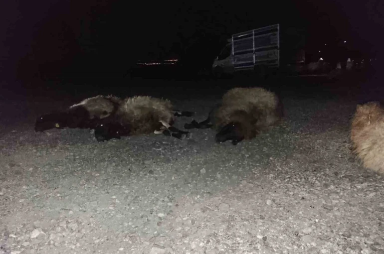 Otomobil sürüye çarptı, 8 koyun telef oldu