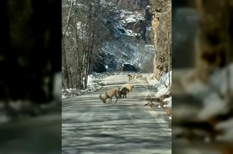Ovacık yolunda dağ keçisi sürüsü yolu kapladı