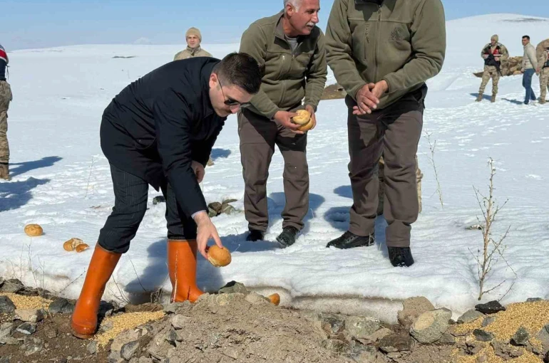 Özalp ilçesinde doğaya yem bırakıldı