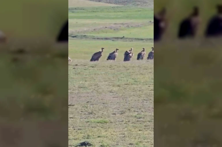 Özalp ilçesinde kızıl akbaba sürüsü görüldü