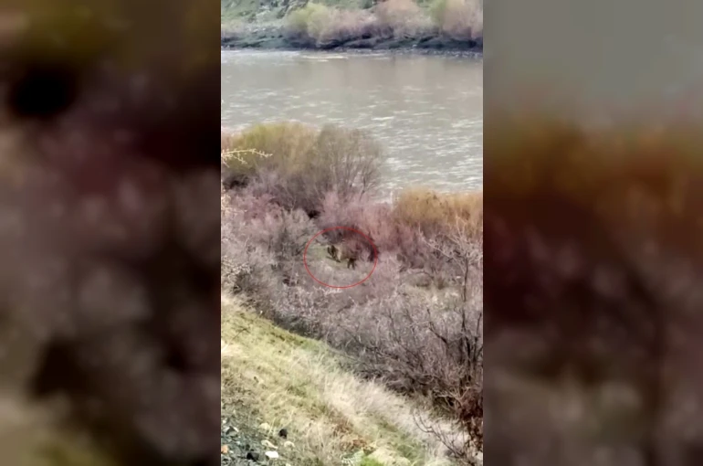 Palu’da balıkçının karşısına ayı ve yavrusu çıktı