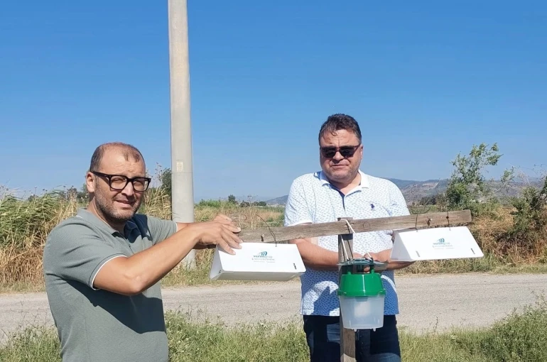 Pamuk tarlalarında zararlı takibi için feromon tuzakları kuruldu