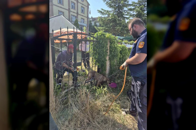 Parmaklıklara sıkışan köpek kurtarıldı
