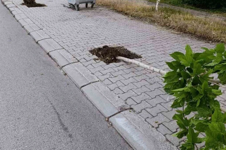 Patnos’ta ağaçlara zarar veren şüpheli yakalandı