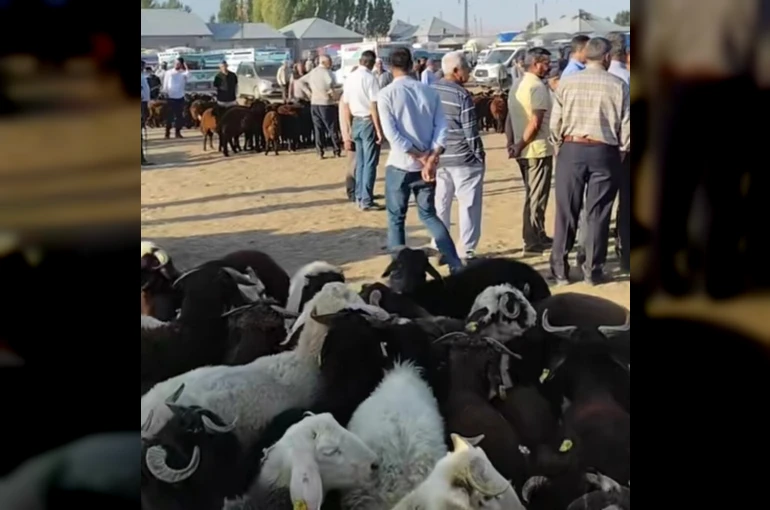 Patnos’ta hayvan pazarı yeniden açıldı