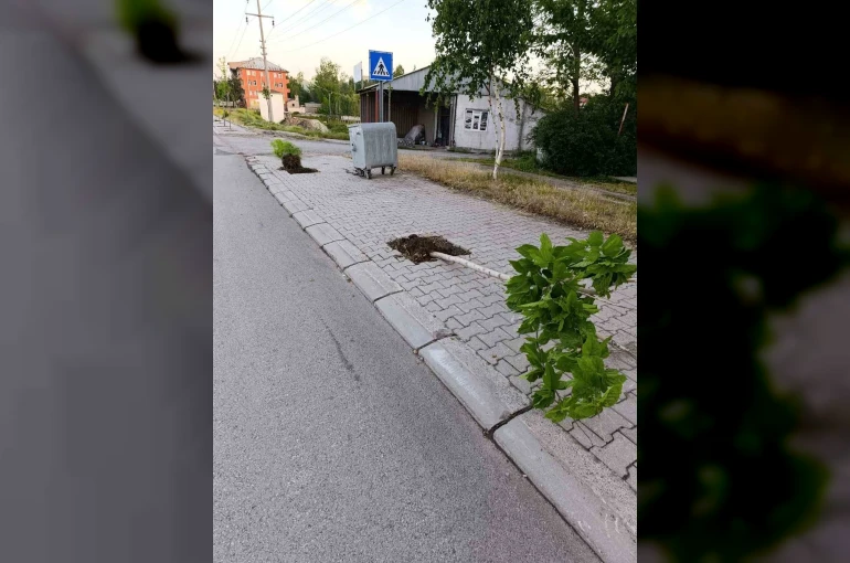 Patnos’ta yeni dikilen 15 ağaca zarar verildi