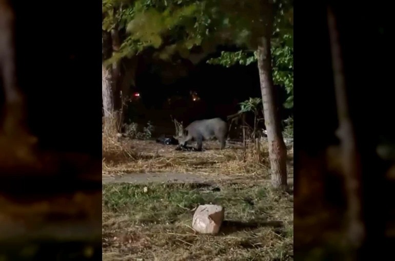 PAÜ Kampüsündeki atıklar domuzları cezbetti