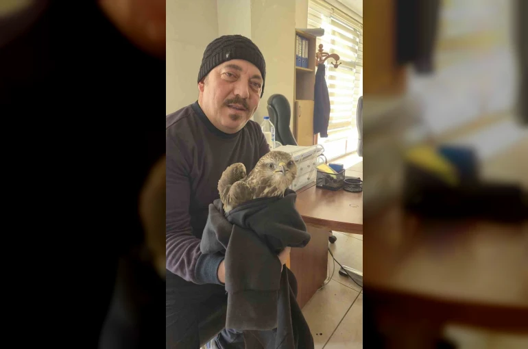 Payas’ta yaralı şahin bulundu 