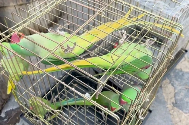 Petshop denetiminde 39 papağana el konuldu