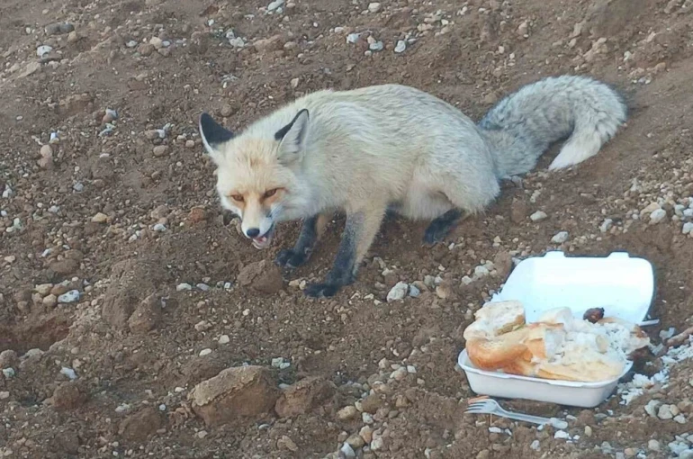 Pomza ocağının maskotu tilki: 3 yıllık sıra dışı dostluk