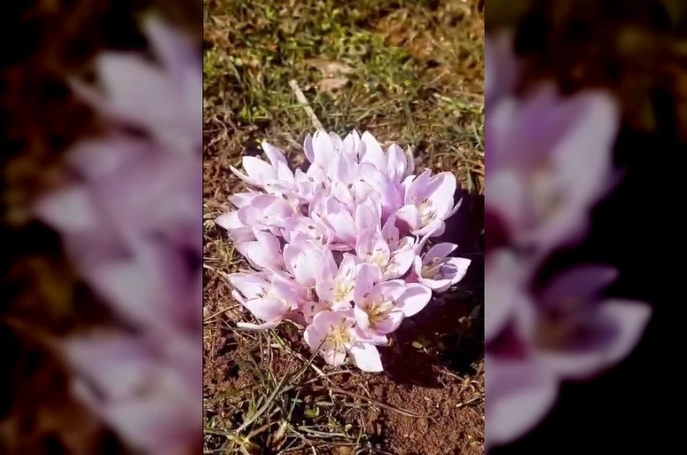 Pülümür Vadisi’nde çiğdemler yalancı bahara aldandı