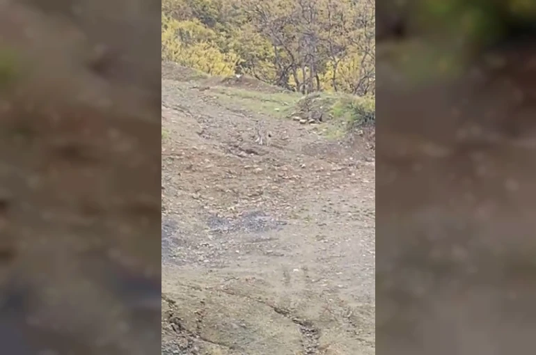 Pülümür’de vaşak görüntülendi