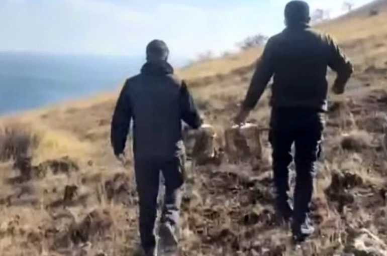 Rehabilite edilen keklikler yeniden doğayla buluştu
