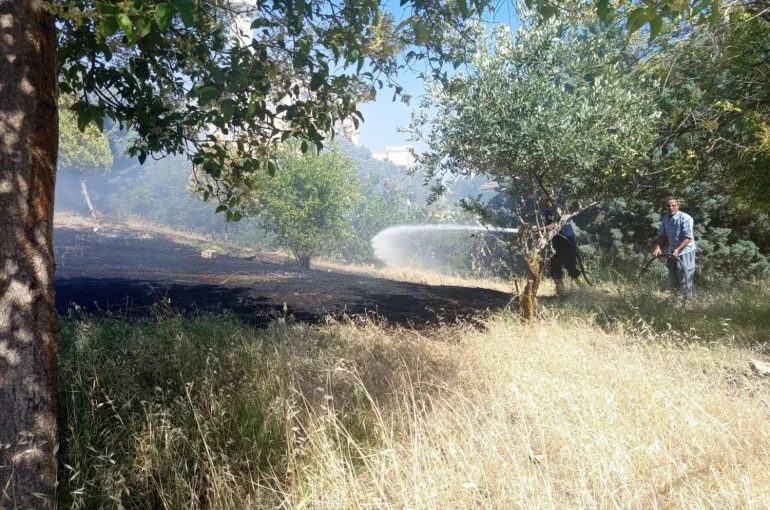 Reyhanlı’da zeytinlik yangını 