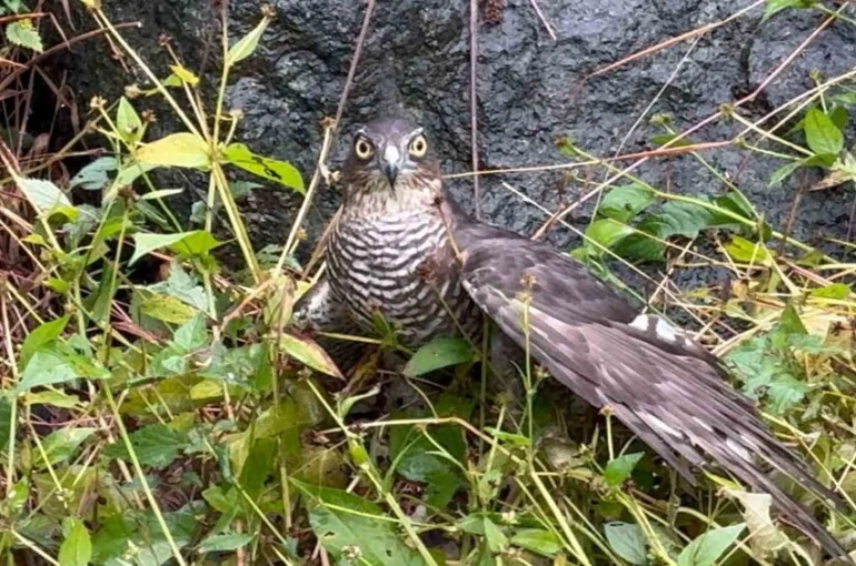 Rize’de atmacalar bıldırcın avında yarıştı