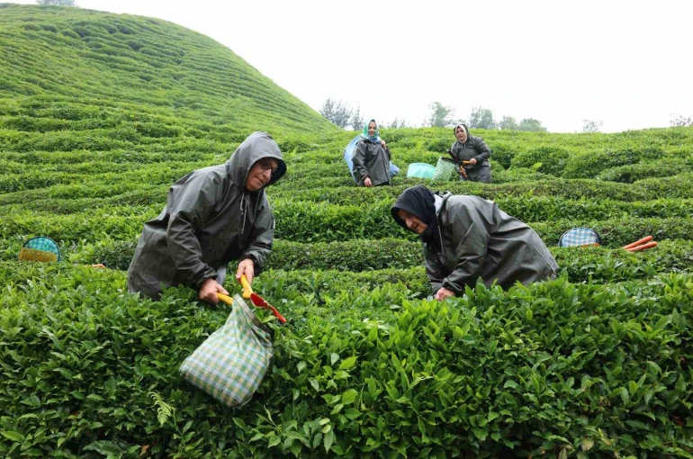 Rize’de çay tarımı yeniden şekilleniyor: Migros’tan stratejik adım