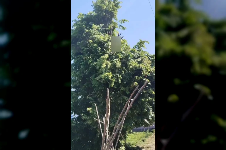 Rize’de ıhlamur toplarken elektrik akımına kapılan vatandaş hayatını kaybetti