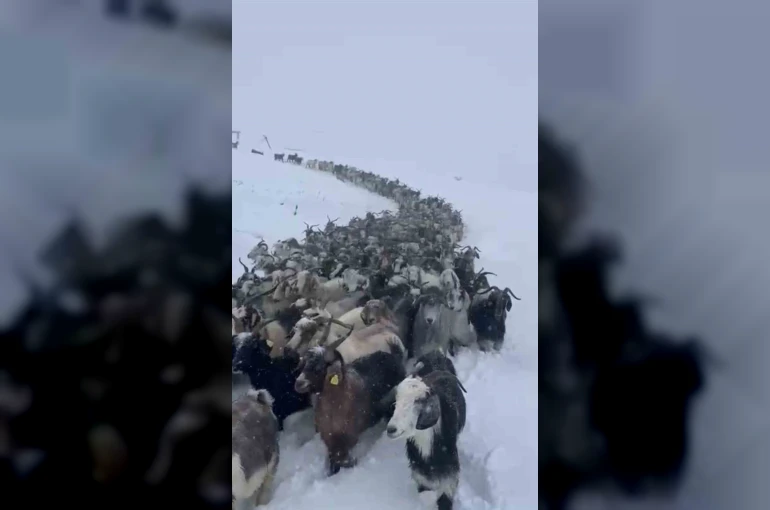 Rize’de kar nedeniyle Avusor Yaylası’nda mahsur kalan 500 küçükbaş hayvan kurtarıldı