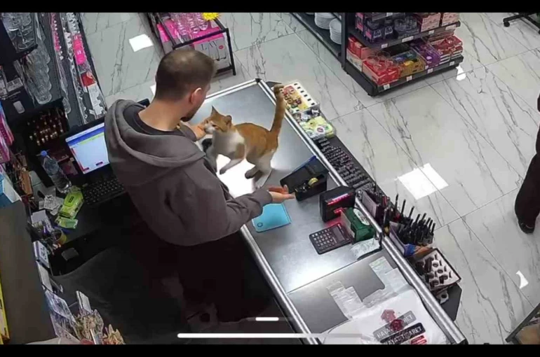 Rize’de kedi ile esnafın dostluğu