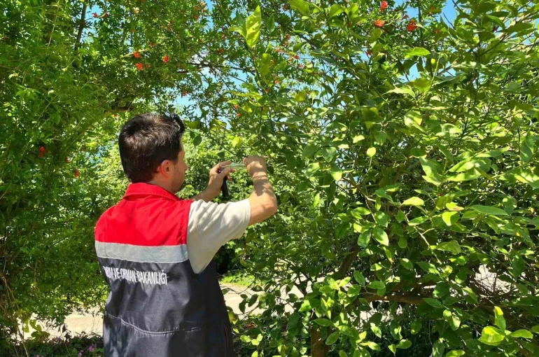 Rize’de kokarca zararlısına karşı doğaya "Samuray Arısı" salındı