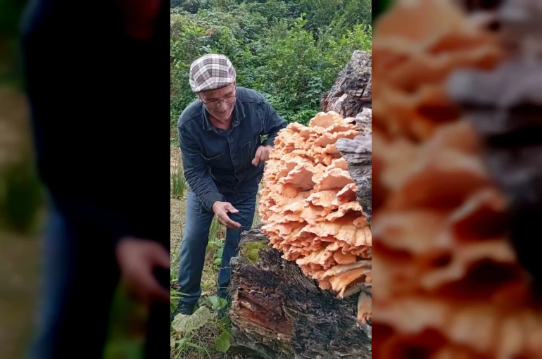 Rize’de ormanda gezintiye çıkan 3 arkadaş ağacın üzerinde kilolarca mantar buldu