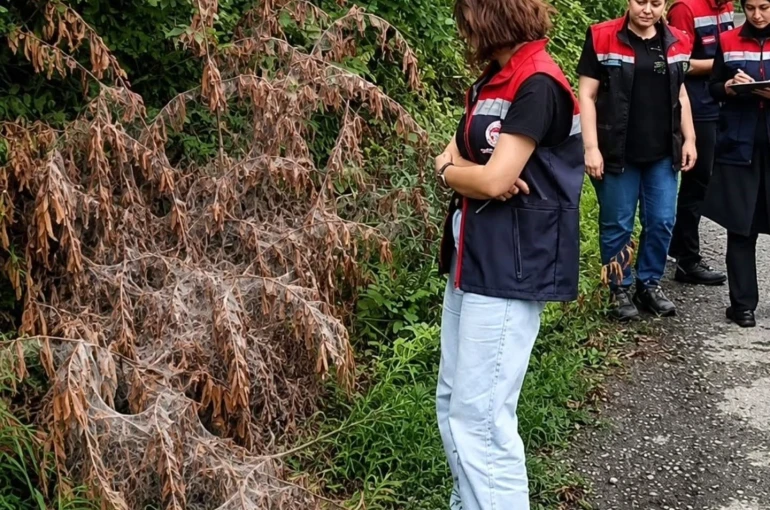 Rize’de tarım alanlarını istila eden Amerikan Beyaz Kelebeği için mücadele başladı