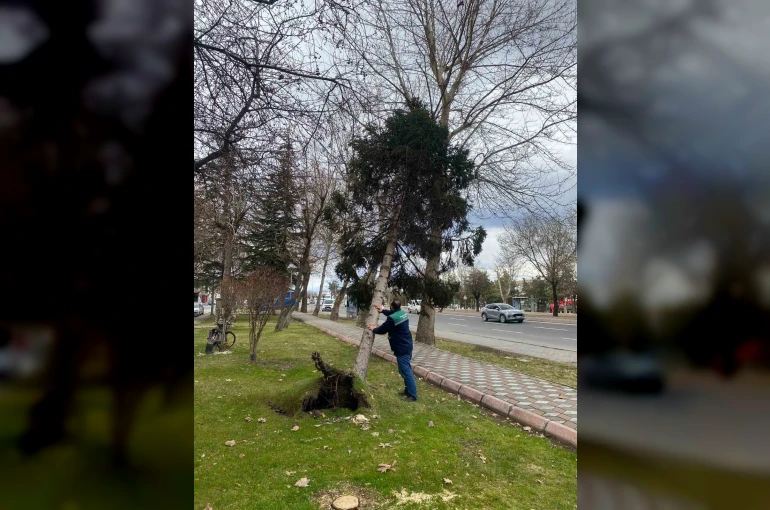 Rüzgardan devrilen ağaçlar temizleniyor