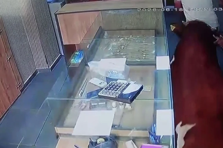 Sahibinden kaçan dana kuyumcu dükkânına girdi