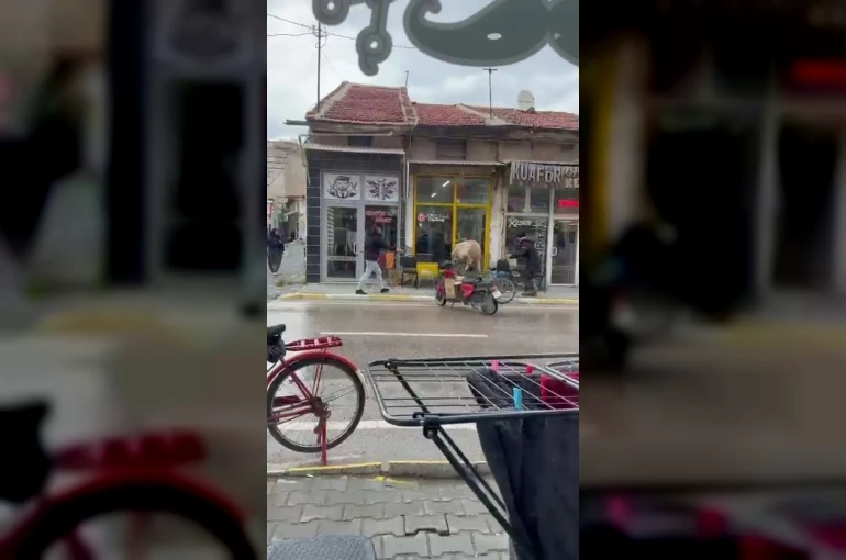 Sahibinin elinden kaçan inek bakın nereye girmeye çalıştı