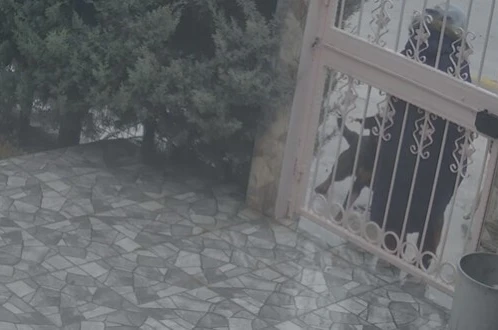 Sahipsiz köpeklerin saldırısına uğrayan kadını kurtaran Nurten Güven: "Biz olmasaydık kadının mücadelesi zor olacaktı" 