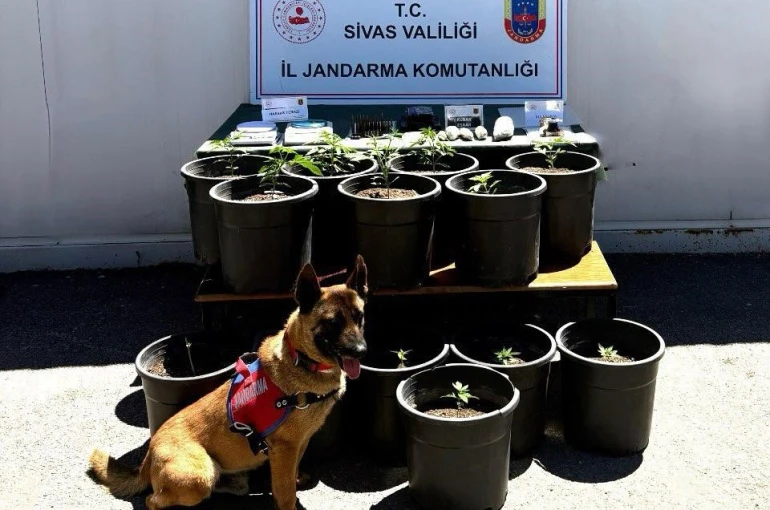 Saksıda yetiştirilen uyuşturucu fide aşamasında ele geçirildi