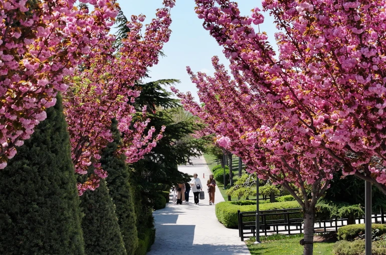 Sakuralar için Japonya’ya gitmenize gerek yok; Konya’da Sakura mevsimi başladı