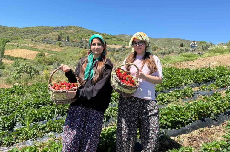 Salihli’de gönüllü gençler çilek hasadı yaptı
