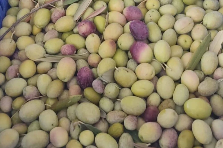 Salihli’de üreticiler zeytin sineğine karşı son kez uyarıldı