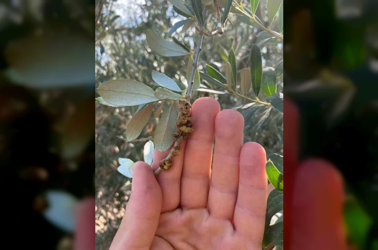 Salihli’de üreticilere zeytin dal kanseri uyarısı