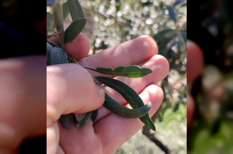 Salihli’de zeytin üreticilerine halkalı leke uyarısı