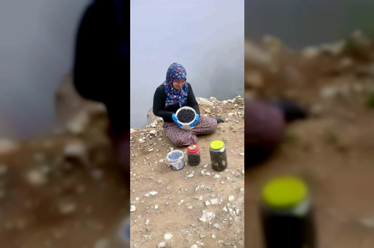 Şalpazarı yaylalarında yaban mersini bereketi