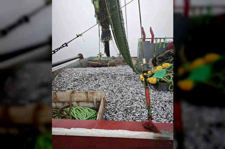 Samsun’da 1 milyon 843 bin 550 kilo hamsi denetlendi