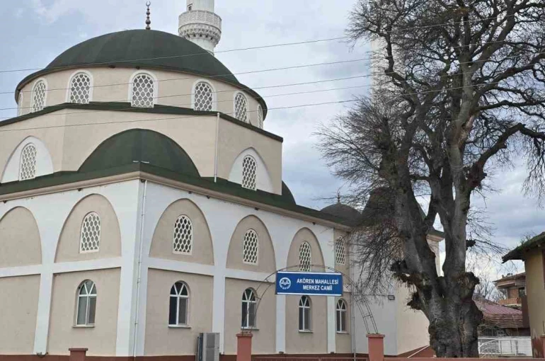 Samsun’da asırlık çitlembik ağacı için ’koruma’ çağrısı